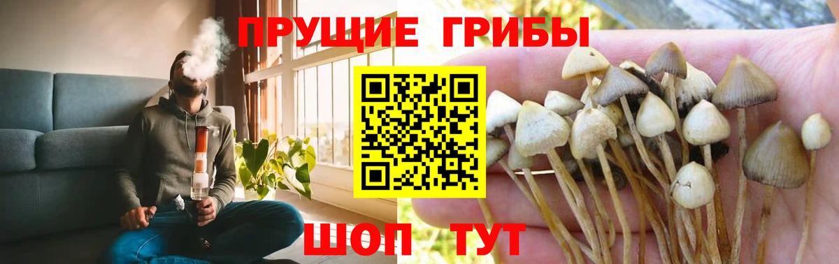 Псилоцибиновые грибы мицелий Петровск