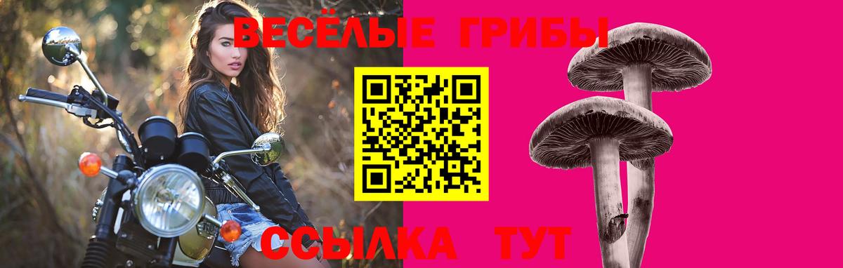 наркота  Псилоцибиновые грибы Psilocybine cubensis  Вход с VPN  Петровск  Галлюциногенные грибы Psilocybe 